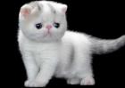 异国短毛猫怎么饲养？