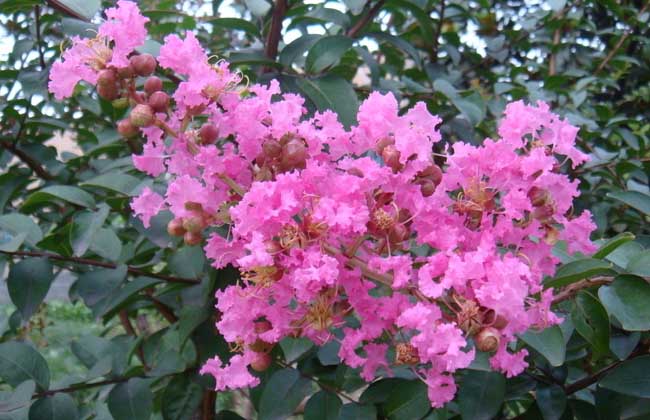 紫薇花怎么养