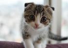苏格兰折耳猫多少钱一只？