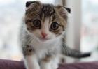 苏格兰折耳猫怎么养？