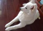 银狐犬和萨摩耶的区别