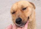 中华田园犬多少钱一只？