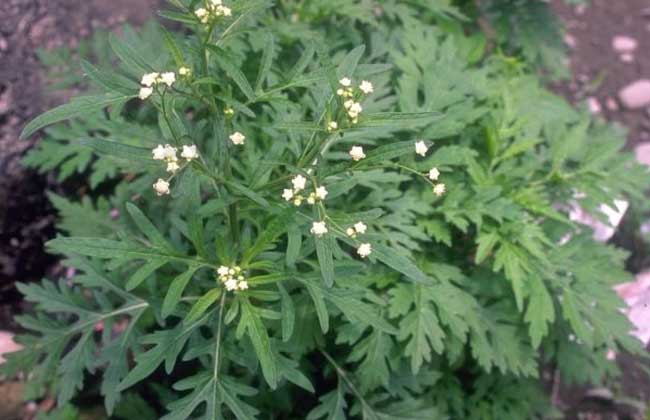 艾草