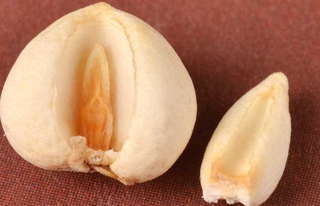 松贝母的功效与作用
