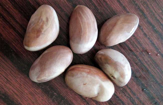 菠萝蜜的核怎么吃？