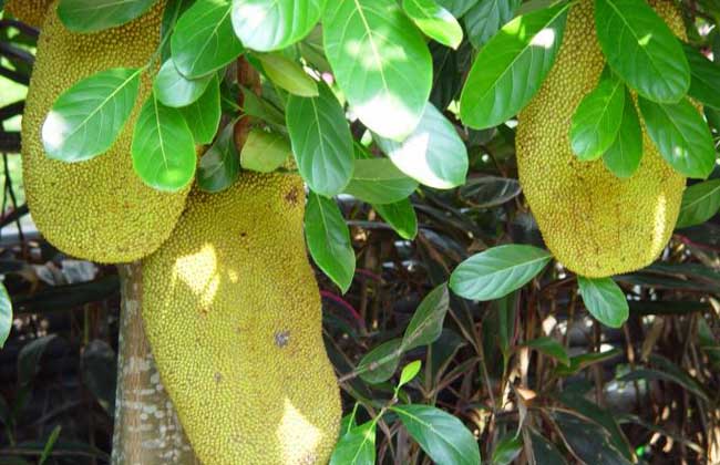 菠萝蜜长在哪里