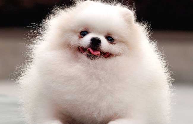 博美犬多少钱一只