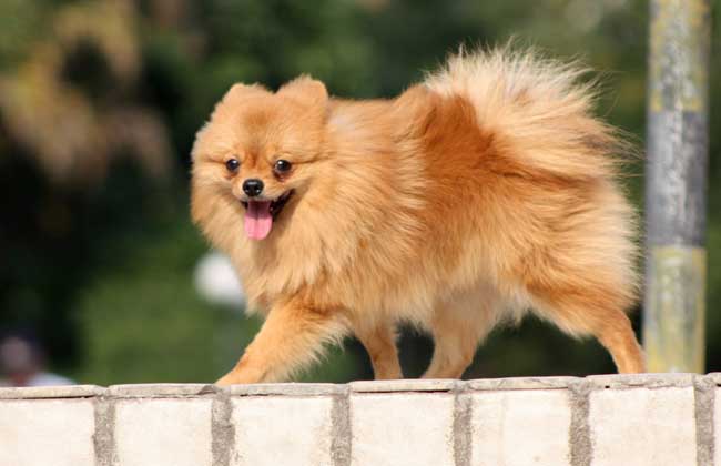 博美犬的寿命多长