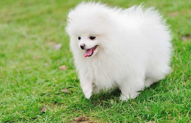 博美犬怎么养才好
