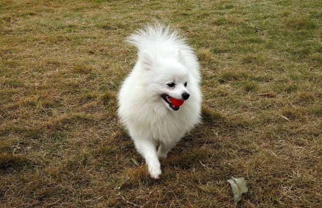 博美犬