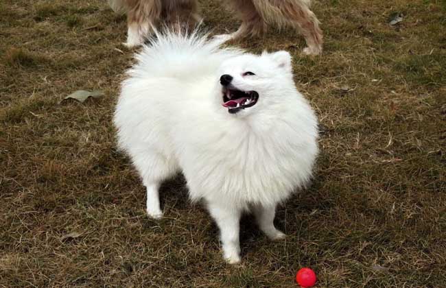 纯种博美犬多少钱
