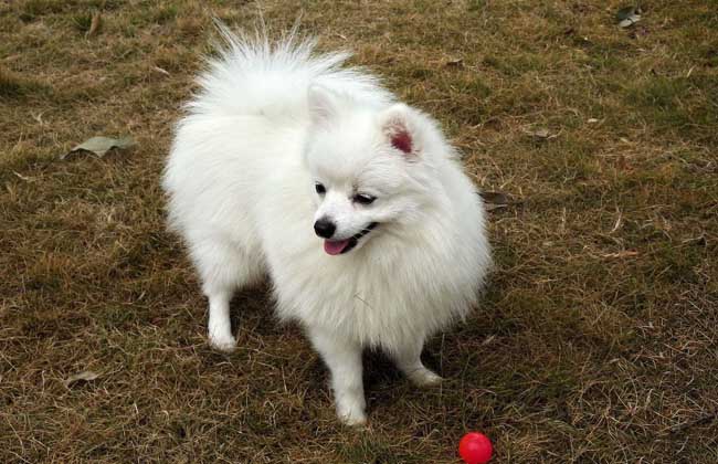 白色博美犬多少钱
