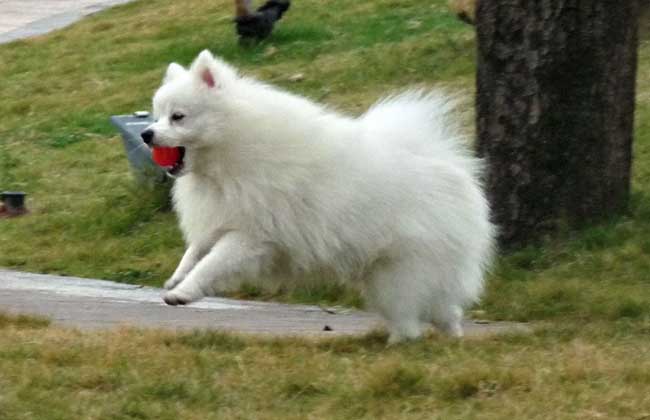 白色博美犬多少钱