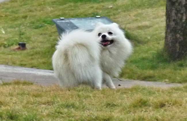 白色博美犬多少钱