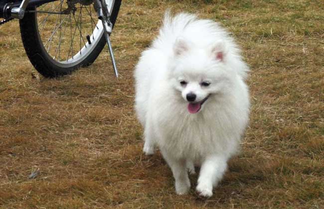 白色博美犬多少钱