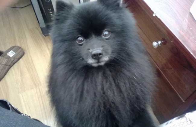 黑色博美犬