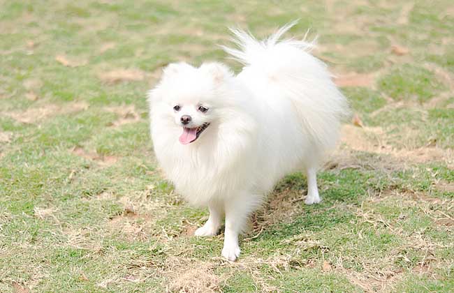 博美犬寿命