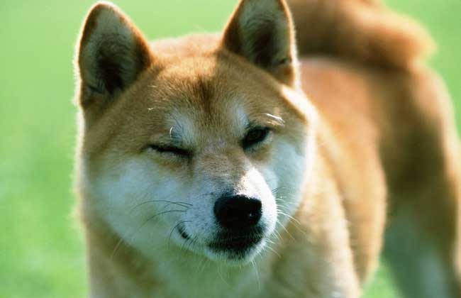 柴犬价格多少钱一只