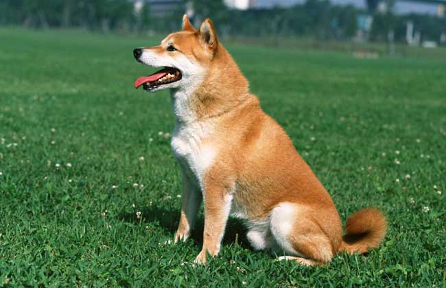 柴犬寿命能活多久