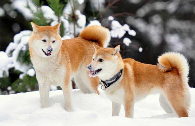 柴犬和秋田犬的区别
