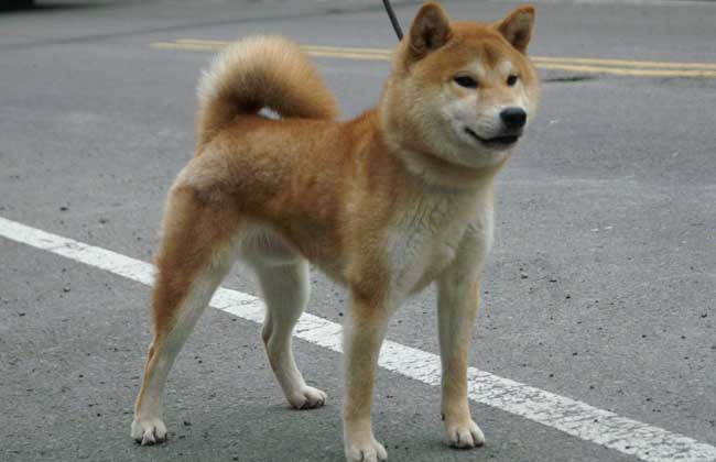 柴犬有哪些性格特点