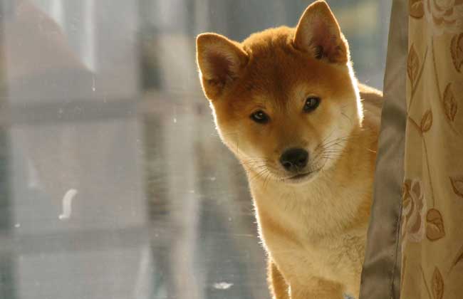 柴犬要怎么饲养