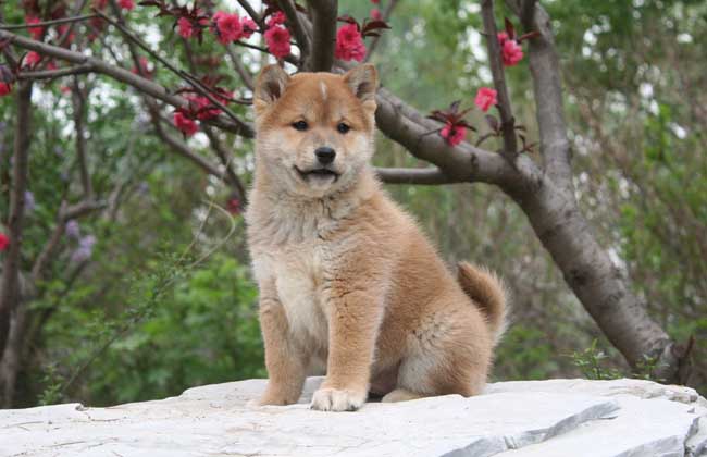 柴犬寿命