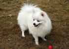 白色博美犬多少钱一只？
