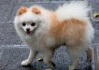 博美犬怎么训练才好？