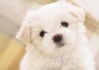 茶杯犬吃什么狗粮？