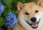 柴犬吃什么狗粮？