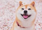 柴犬的智商排多少名？