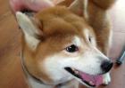 柴犬寿命能活多久？
