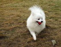 博美犬