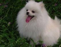 博美犬颜色图片大全