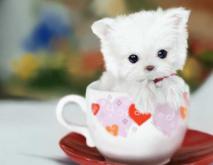 茶杯犬