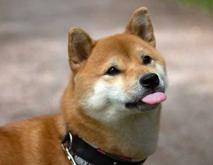 柴犬