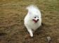 博美犬