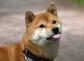 柴犬