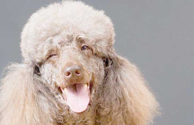 贵宾犬和泰迪犬的区别