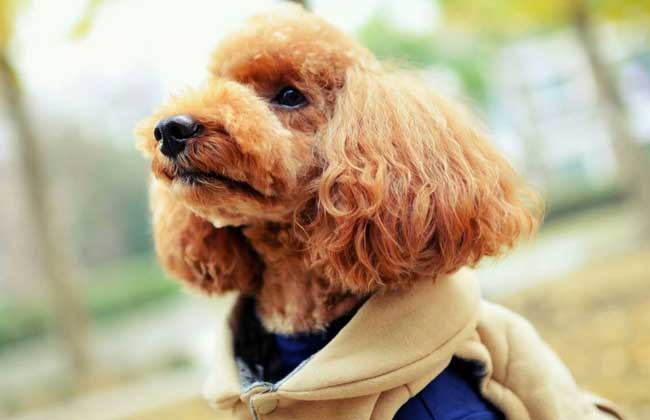贵宾犬多少钱一只
