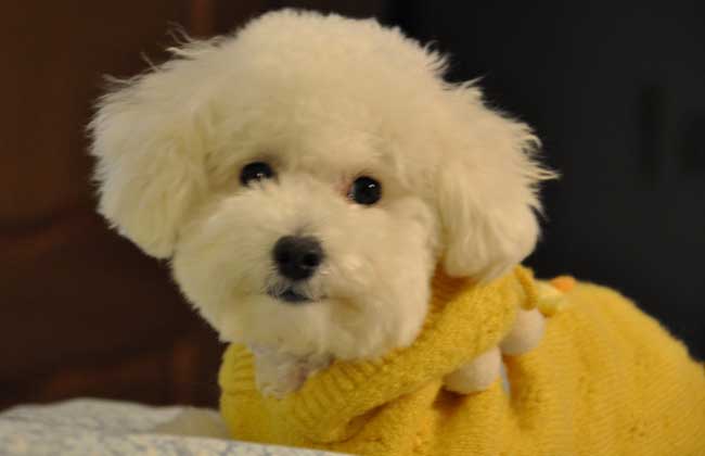 贵宾犬怎么养