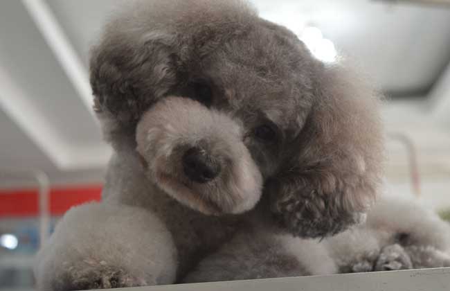 贵宾犬吃什么狗粮