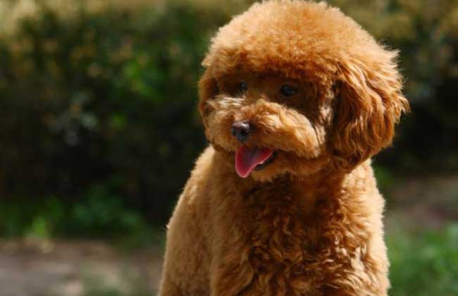 贵宾犬有哪些品种