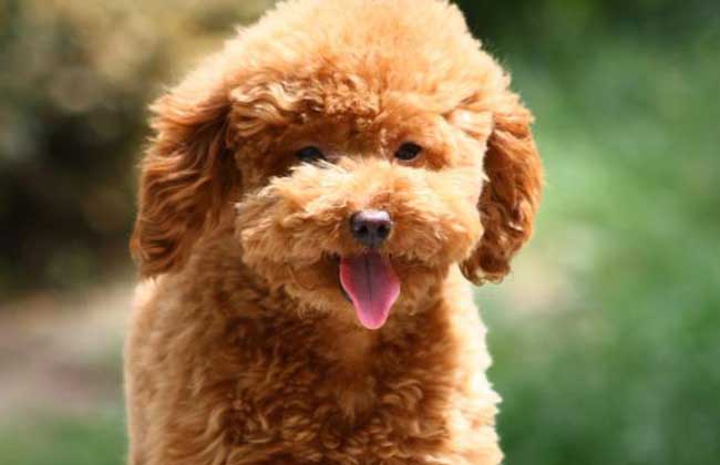 贵宾犬
