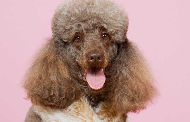 贵宾犬多少钱一只