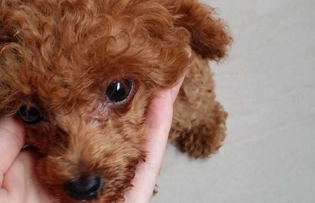 贵宾犬多少钱一只