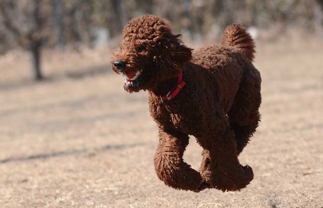 巨型贵宾犬多少钱一只？