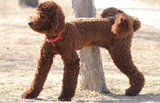 巨型贵宾犬多少钱一只