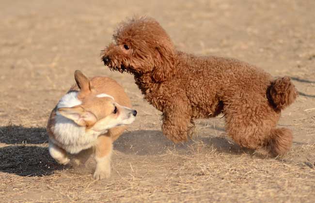 巨型贵宾犬多少钱一只